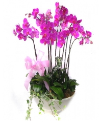 9 dal orkide saksı çiçeği Ankara güvenli kaliteli hızlı çiçek