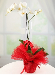 1 dal beyaz orkide saksı çiçeği Ankara yurtiçi ve yurtdışı çiçek siparişi
